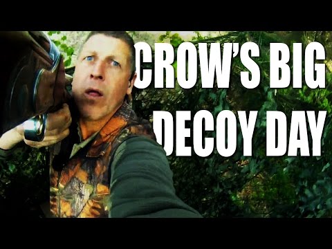Pigeonshooting: Crow’s Big Decoy Day Pigeonshooting: Crow’s Big Decoy Day