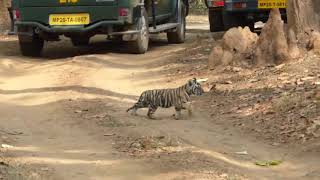 preview picture of video 'Tigress with 2 months old cubs at Kanha National Park 2018 HD'