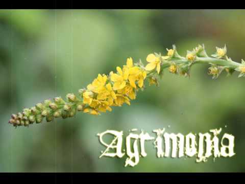 Agrimonia - Unquiet