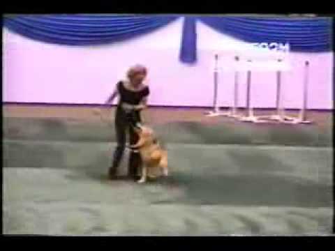 Coolest dog in the world