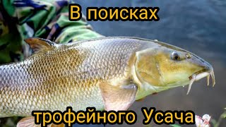 Все для ловли усача