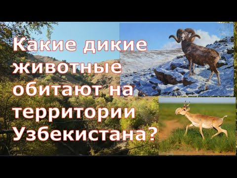 Какие дикие животные обитают на территории Узбекистана? / Животные гор Тянь - Шаня в Средней Азии