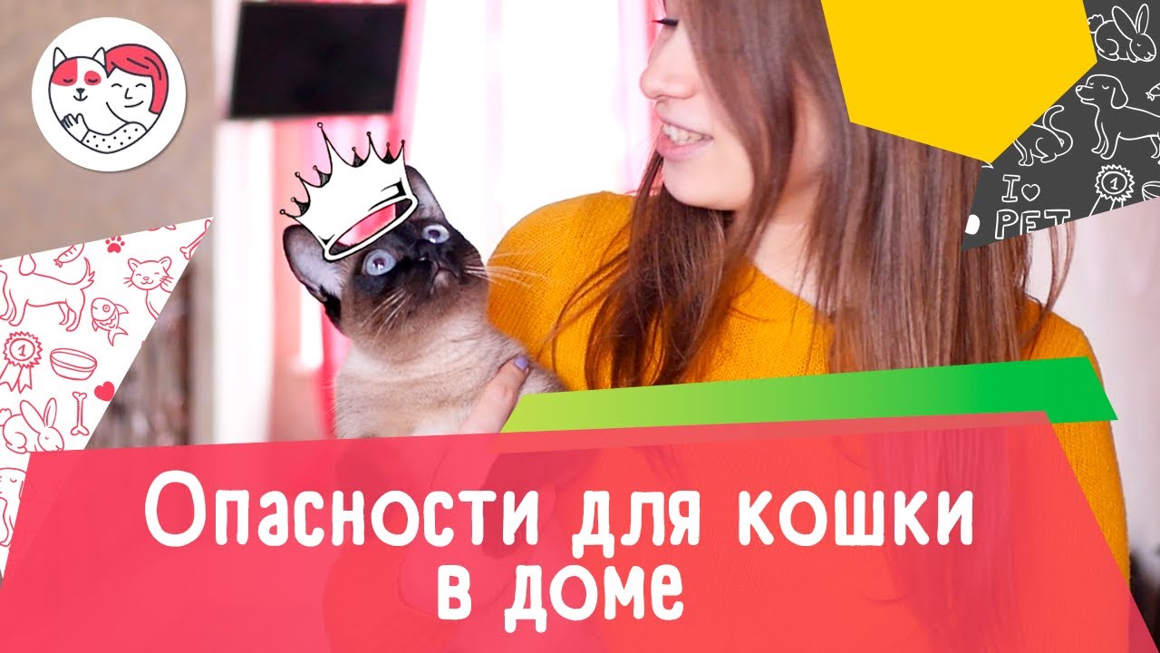 5 опасностей для кошки в доме