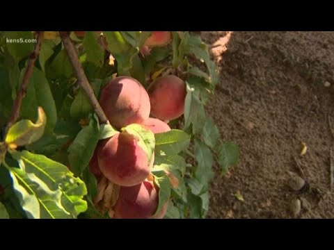 download lagu mp3 mp4 Fredericksburg Peach Season 2019, download lagu Fredericksburg Peach Season 2019 gratis, unduh video klip Fredericksburg Peach Season 2019