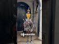 Girl Taking Selfie With King Troop Horse At Tourist Favourite Place In London LondonAttraction