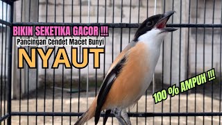 Download lagu burung cendet gacor FULL NARUNG BONGKAR JITU PANCINGAN CENDET AGAR BUNYI jadikan BURUNG PENTET GACOR mp3