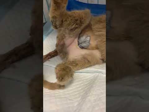 After the stray cat lost his rectum and was abandoned by his owner. #Shorts