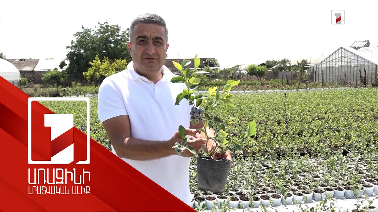 Լեհաստանից վերադարձել է ու հապալասի այգի հիմնել. արշալույսցի ֆերմերի հաջողության պատմությունը