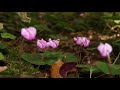 Ginkgo Garden  - The North Wind