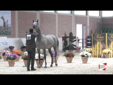 N.66 ALD'GIO AO - Milan 2016 - Colts 3 years old (Class 6)