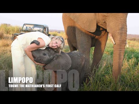 Limpopo - The First Calf born to the Jabulani Herd