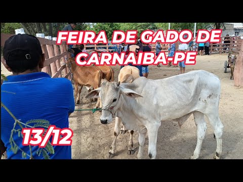 Feira de Gado de Carnaíba-PE (13/12/25)
