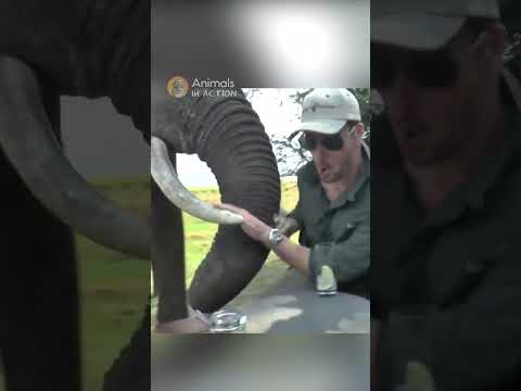 Angry Elephant crashes a Tea Party! #animals #wildlife #elephant