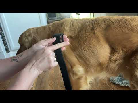La Kalba Dog Knee brace instructional video how to put it on for a Male dog