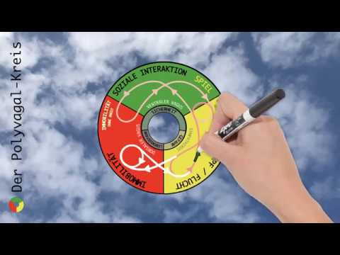 Der Polyvagal-Kreis (Originalversion)