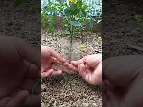 🍅 Ντομάτα: Δοκιμή σε μπουκάλι για δυνατές ρίζες | #ντομάτα #κήπος #κηπουρική