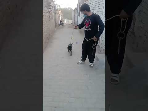 Gultiar dog