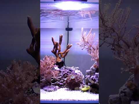 Low Budget Nano Seawater Aquarium