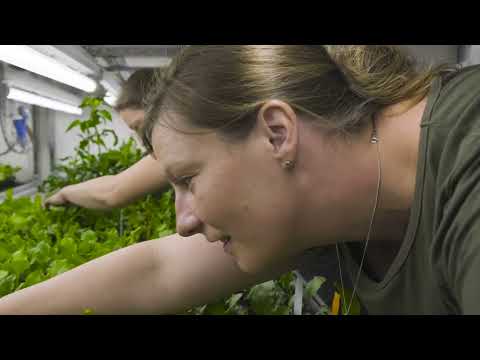 WoF: Seed multiplication of sugarbeet