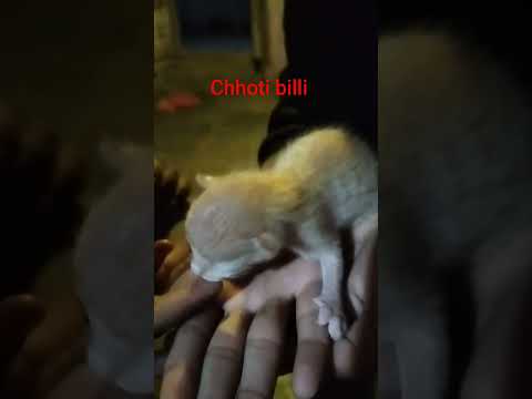 miti billi choti billi #cat #funny #cute #pets