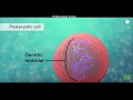 12. Sınıf  Biyoloji Dersi  Çekirdek Videoda kullandığım animasyona ulaşmak için https://youtu.be/URUJD5NEXC8. konu anlatım videosunu izle