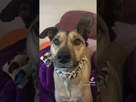 Himalayan fur goblin #dog