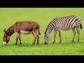 Zebra Jumps Fence And Mates With Donkey Unbelievable