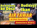 Bibit Ikan Hias Di Deli Serdang Sumatera Utara