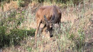 preview picture of video 'Mule Deer in Bel-Air, CA.'