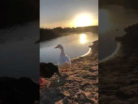 Immagine anteprima del video dal titolo #studioinPugliaperche