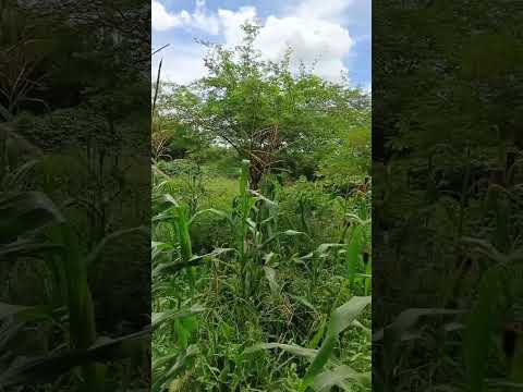 lindo plantação de milho aqui no sítio cabelo carnaiba sertão de Pernambuco #sertão #sítio #milho