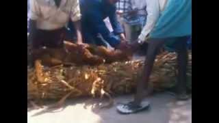 preview picture of video 'mutyampet dasara///danderous goat cutting festival'