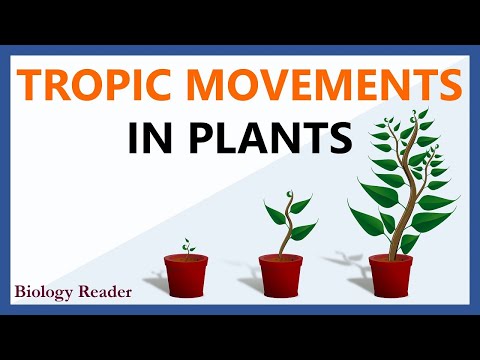 Tropic Movements in Plants - Definition, Key Points, Video, Types & Examples - Biology Reader