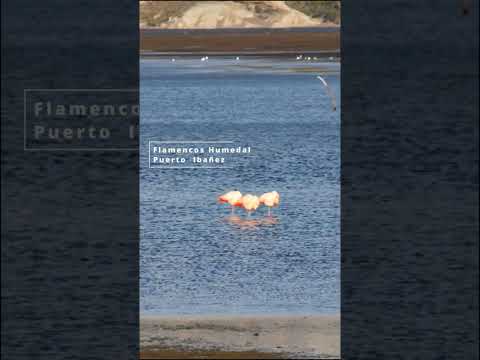 Flamencos humedal #nature #aves #flamenco #puertoibañez #vientosdelchelenko #humedales