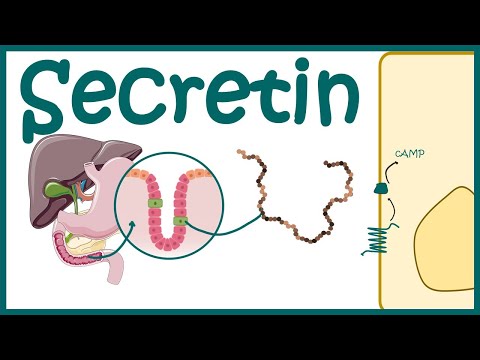 Sekretin || Produktion, Entdeckung und Wirkungsweise