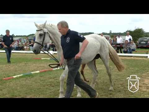 NF329 Stutfohlen von Casall   Carthago   Calando I