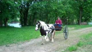 preview picture of video 'Sandi-Kay 3 yr old Gypsy Vanner mare, 14 hands- after 6 we'
