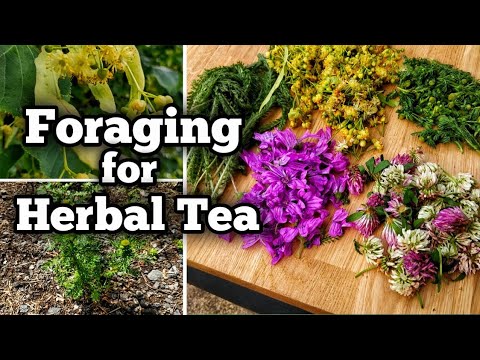 Foraging for Herbal Tea