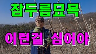 2023년 두릅묘목분양 / 가시있는 참두릅나무 묘목분양 / 참두릅농장
