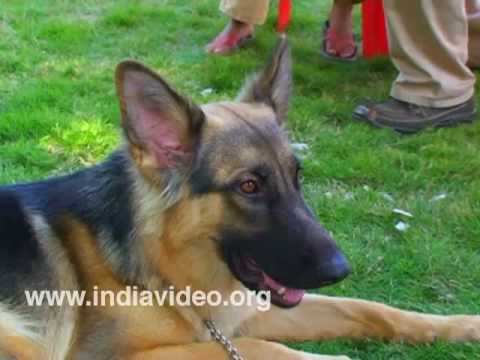 download lagu mp3 mp4 Alsatian Dog, download lagu Alsatian Dog gratis, unduh video klip Alsatian Dog