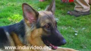 German Shepherd Dog (GSD)