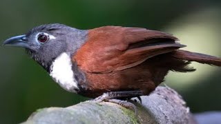 Download lagu Burung Keren Tepus Leher Putih Ngebren Rapat mp3 Download lagu Burung Keren Tepus Leher Putih Ngebren Rapat mp3