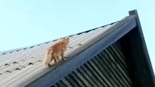 preview picture of video 'Кот (Пух) на  раскалённой крыше.... :-))) Подъём'