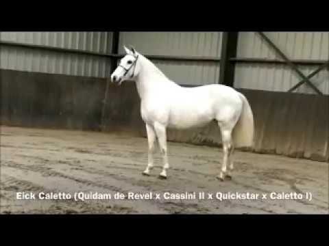 Eick Caletto (Quidam de Revel x Cassini II x Quick Star)