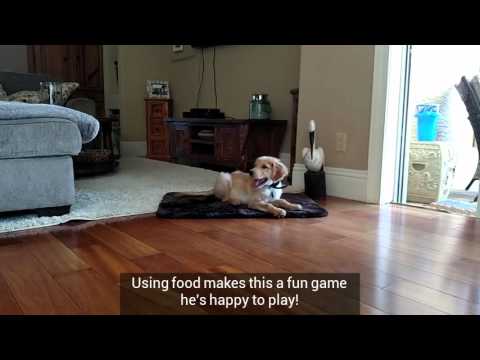 Puppy training Port Orange FL: Starting stay