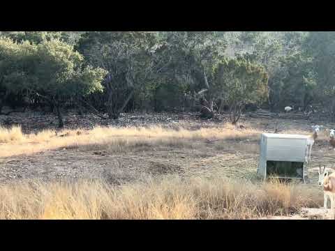 Meanwhile back at the ranch