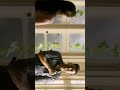 Neethane Whatsapp Status Hd Mersal Movie Whatsapp Status Actor Vijay Thalapathy Vijay