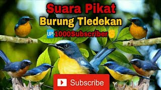 Download lagu Suara Pikat,Terapi,Masteran Burung Tledekan. mp3 Download lagu Suara Pikat,Terapi,Masteran Burung Tledekan. mp3