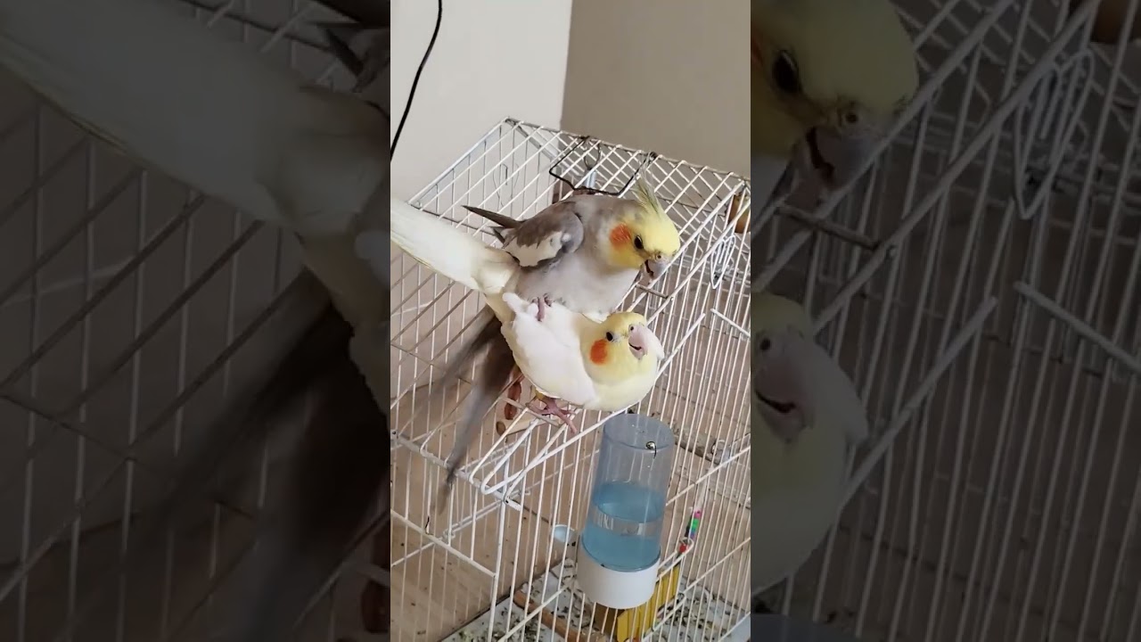 Acasalamento 😍@elizamarcelino #passaros #birds #youtube #viralvideo