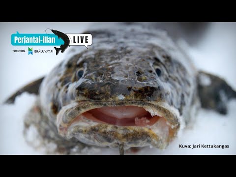 Perjantai-illan LivE: Madepilkillä